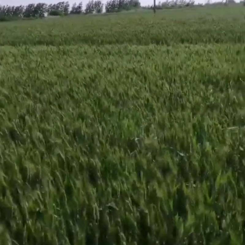 出租大面积旱田，水田都量，割掉小麦就能接地。
