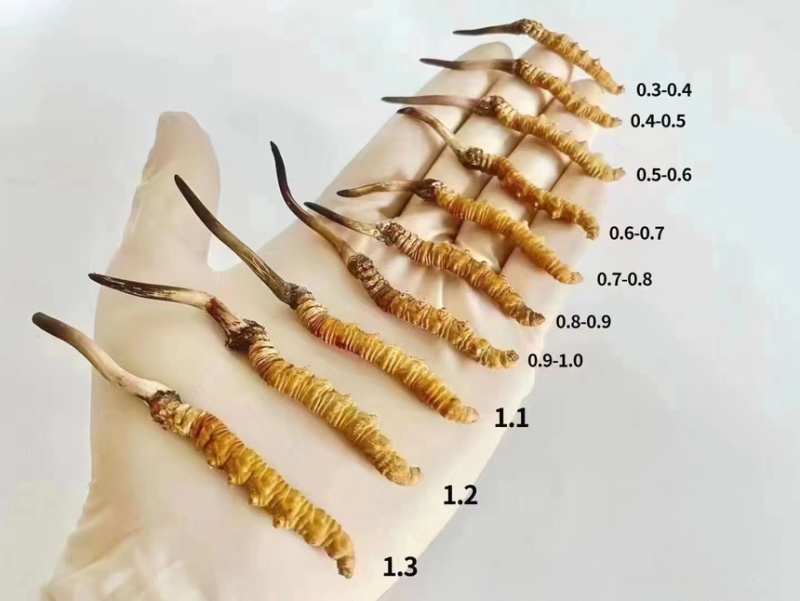 2024，鲜草季，新鲜虫草西藏特产冬虫夏草