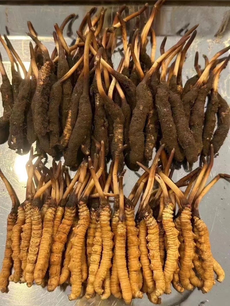 2024，鲜草季，新鲜虫草西藏特产冬虫夏草
