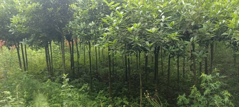 桂花批发，规格3-8公分，数量上万株，诚信经营。