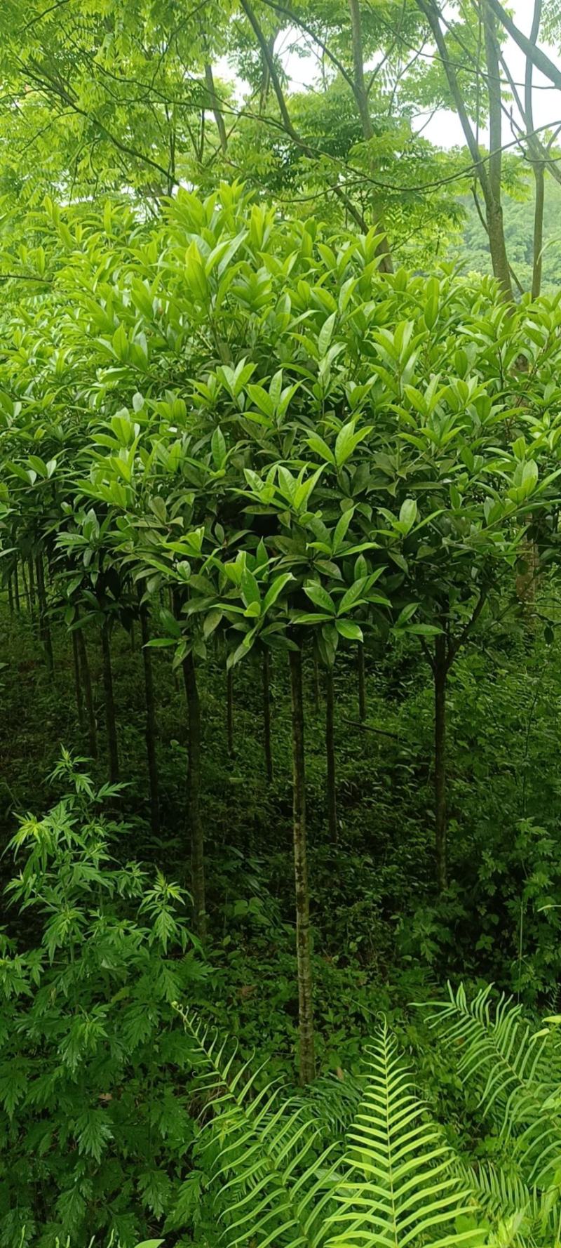 桂花批发，规格3-8公分，数量上万株，诚信经营。