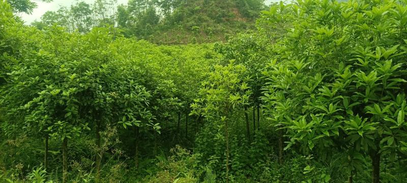 桂花批发，规格3-8公分，数量上万株，诚信经营。