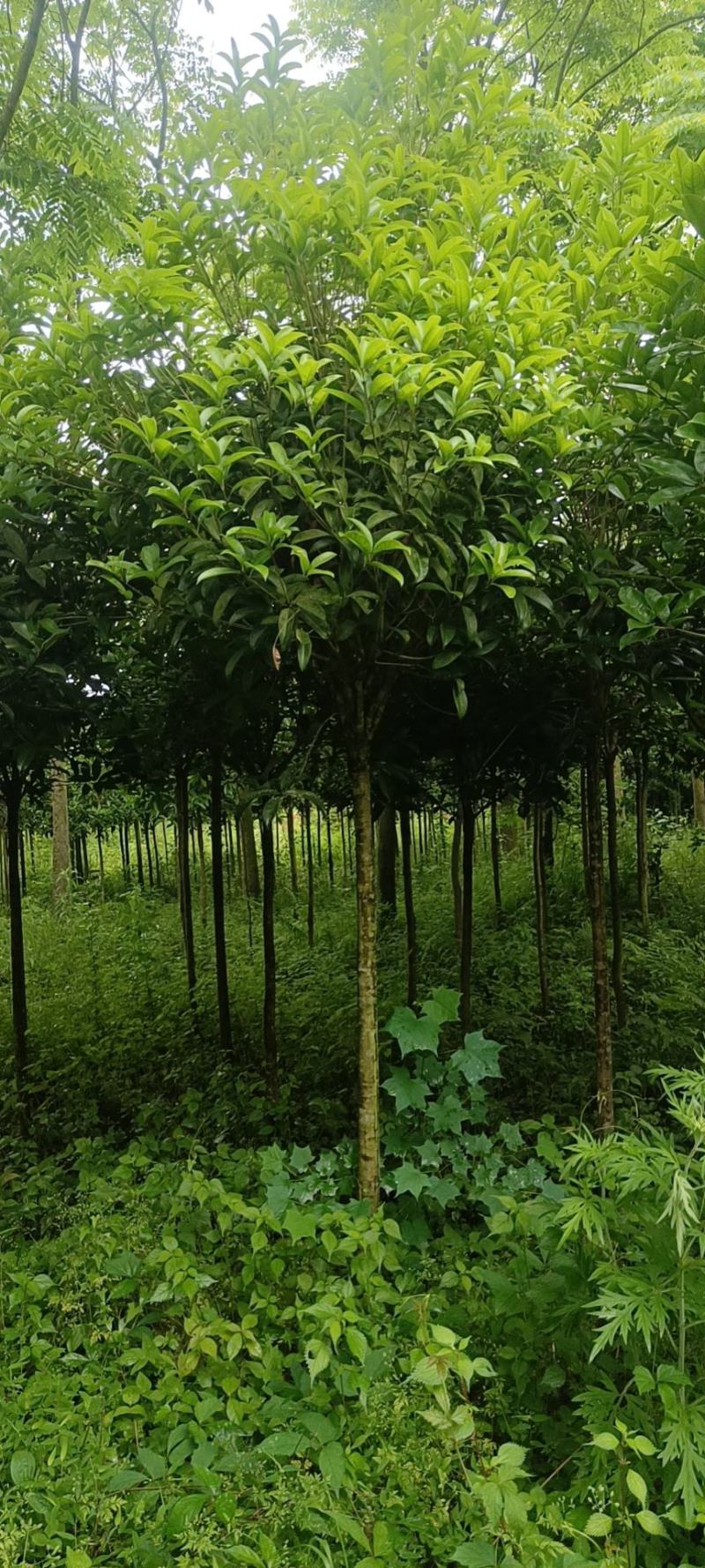 桂花批发，规格3-8公分，数量上万株，诚信经营。