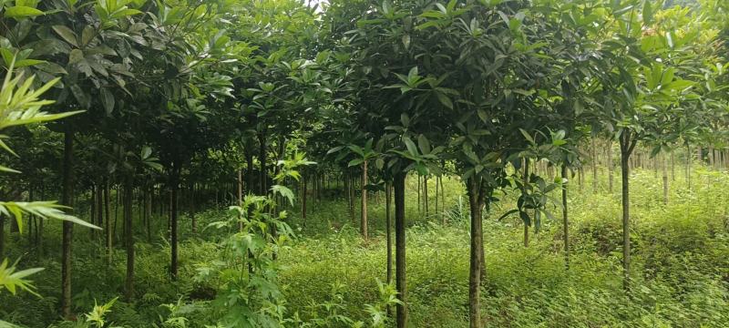桂花批发，规格3-8公分，数量上万株，诚信经营。