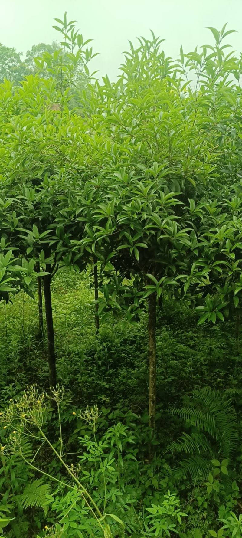 桂花批发，规格3-8公分，数量上万株，诚信经营。