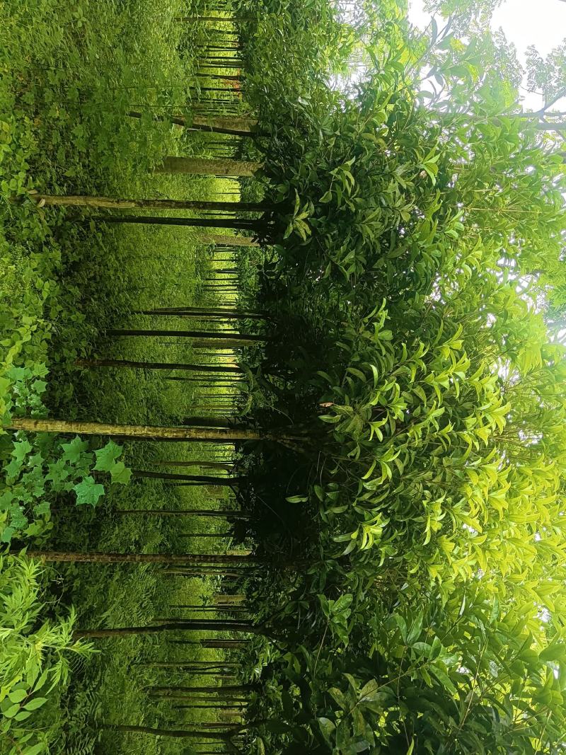 桂花批发，规格3-8公分，数量上万株，诚信经营。