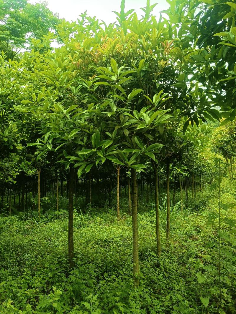 桂花批发，规格3-8公分，数量上万株，诚信经营。