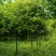 桂花批发，规格3-8公分，数量上万株，诚信经营。