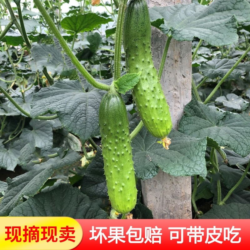 水果黄瓜产地看货论价保质保量欢迎订购，支持视频看货打