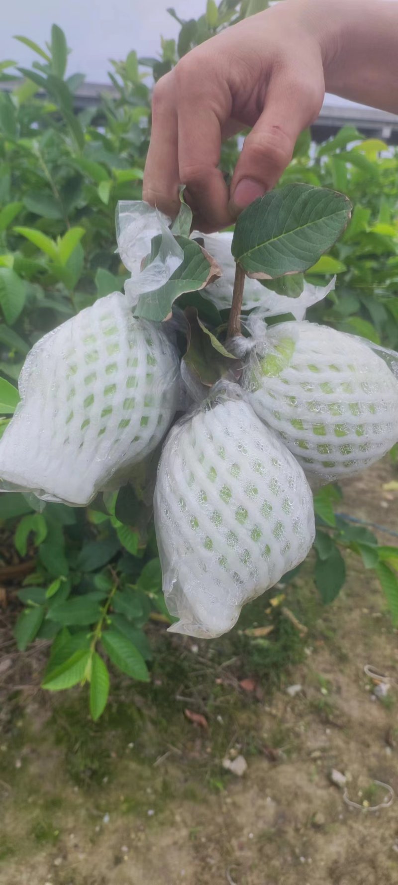 珍珠番石榴，大量上货，可供商超，电商