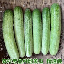 旱黄瓜保质保量欢迎订购。一手货源无中间商