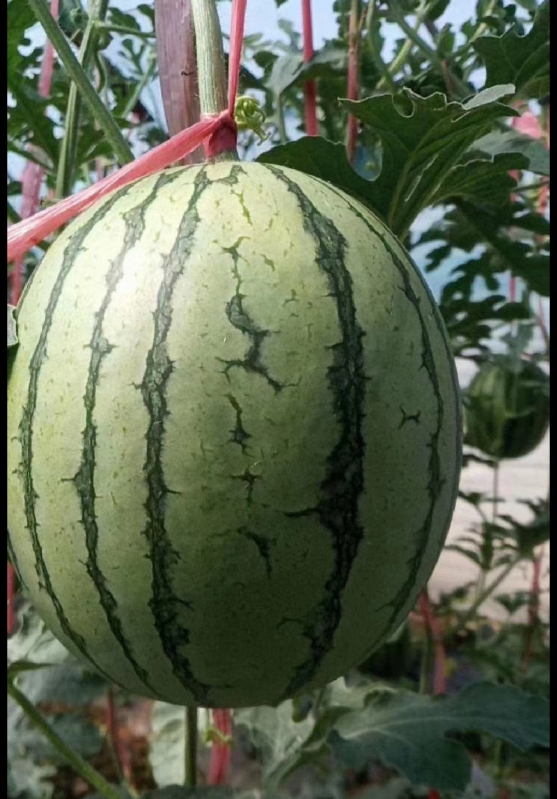 陕西蒲城938吊兰西瓜/小吊兰/吊篮西瓜/小吊瓜/小糖丸