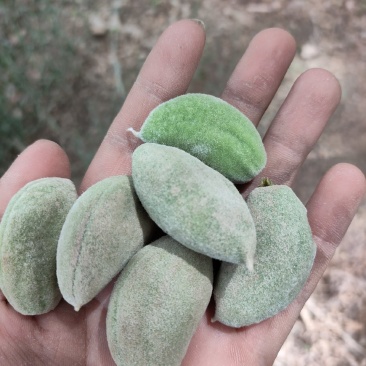 巴旦木鲜果，产地直发，当天摘当天发