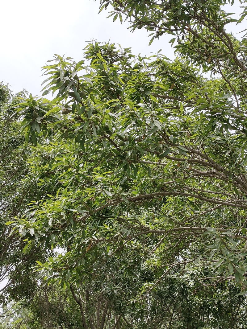 巴旦木鲜果，产地直发，当天摘当天发