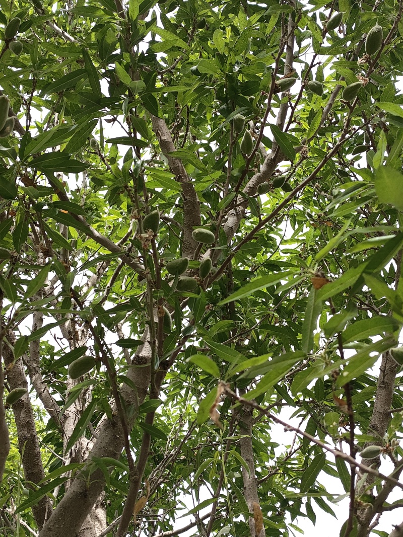 巴旦木鲜果，产地直发，当天摘当天发