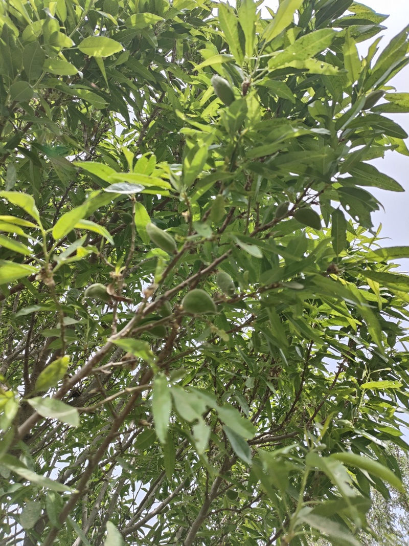巴旦木鲜果，产地直发，当天摘当天发