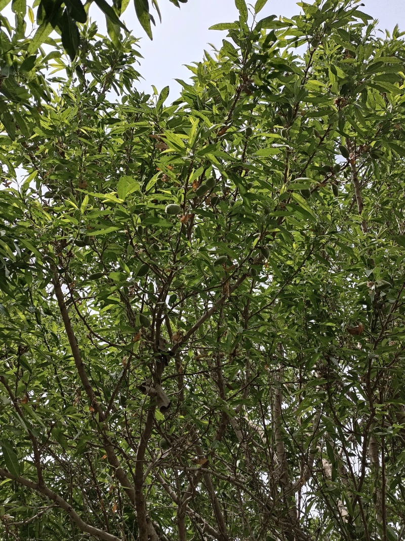 巴旦木鲜果，产地直发，当天摘当天发