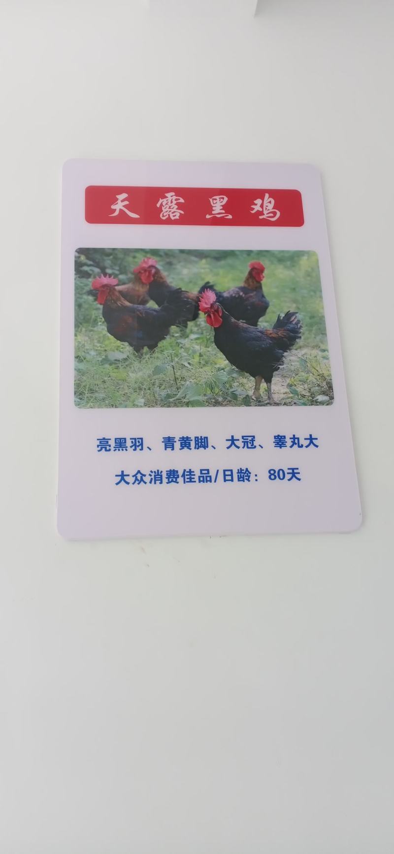 三黄鸡，麻鸡直销处货源充足量大从优质量保证欢迎咨询