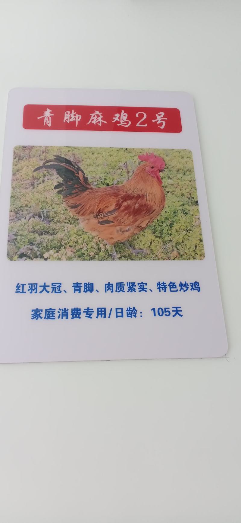 三黄鸡，麻鸡直销处货源充足量大从优质量保证欢迎咨询