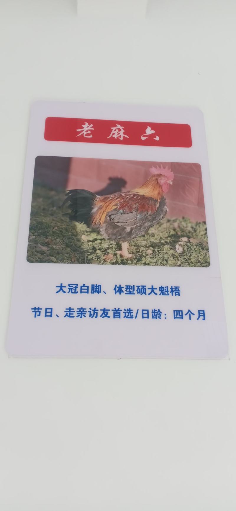 三黄鸡，麻鸡直销处货源充足量大从优质量保证欢迎咨询