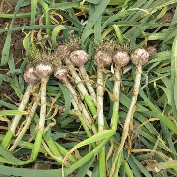 河南鲜蒜，大量供应，产地直发一手货源欢迎前来考察合作