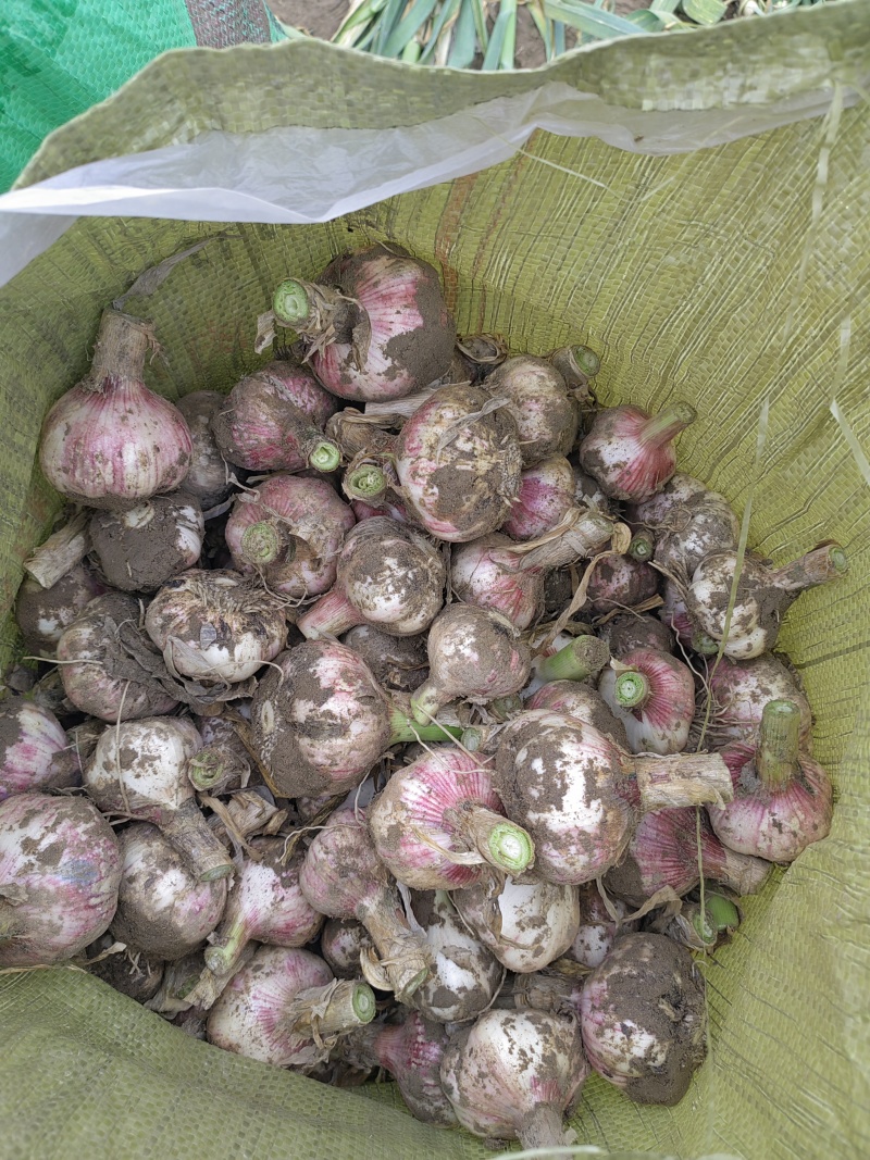 河南鲜蒜，大量供应，产地直发一手货源欢迎前来考察合作