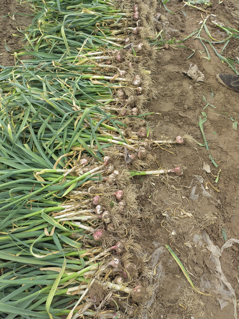 河南鲜蒜，大量供应，产地直发一手货源欢迎前来考察合作