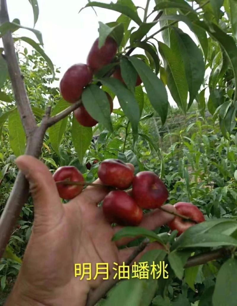 明月油蟠桃明月小丑桃本名明月油蟠桃，是极早熟、极甜的油蟠