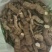 江西纯野生粉防已，大货供应商，