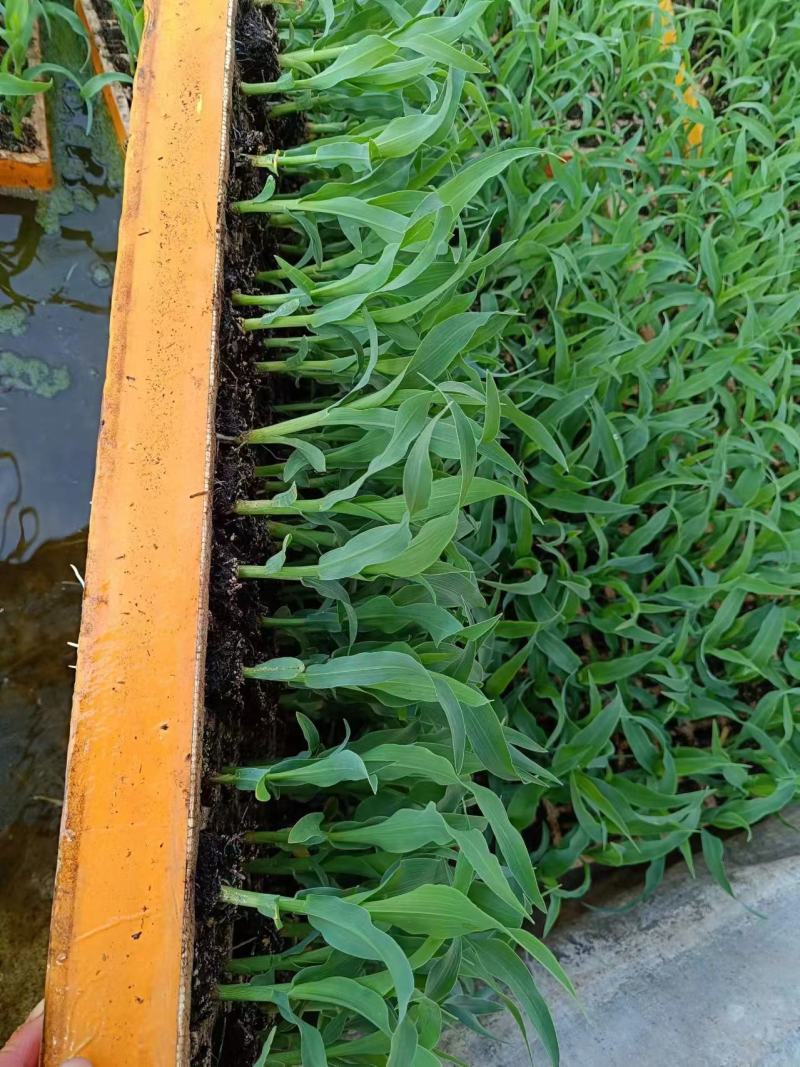 水果玉米苗