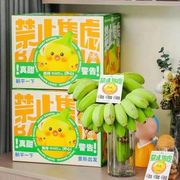 禁止蕉绿水培香蕉苹果蕉带杆整车市场级