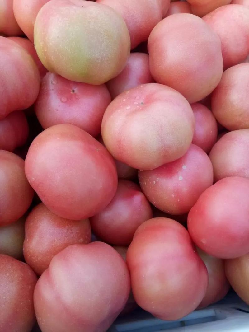 硬粉西红柿万亩种植精品优5大量上市欢迎咨询合作