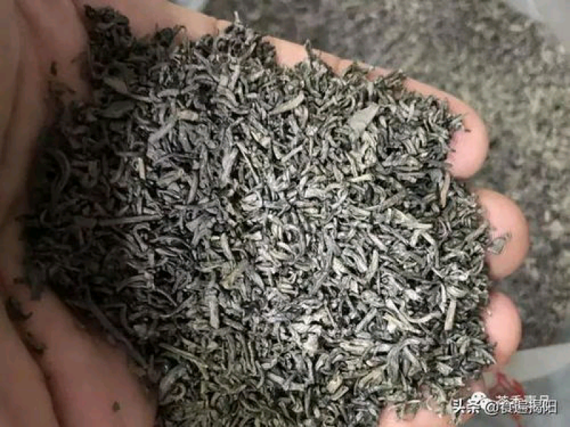 本地坪上炒茶