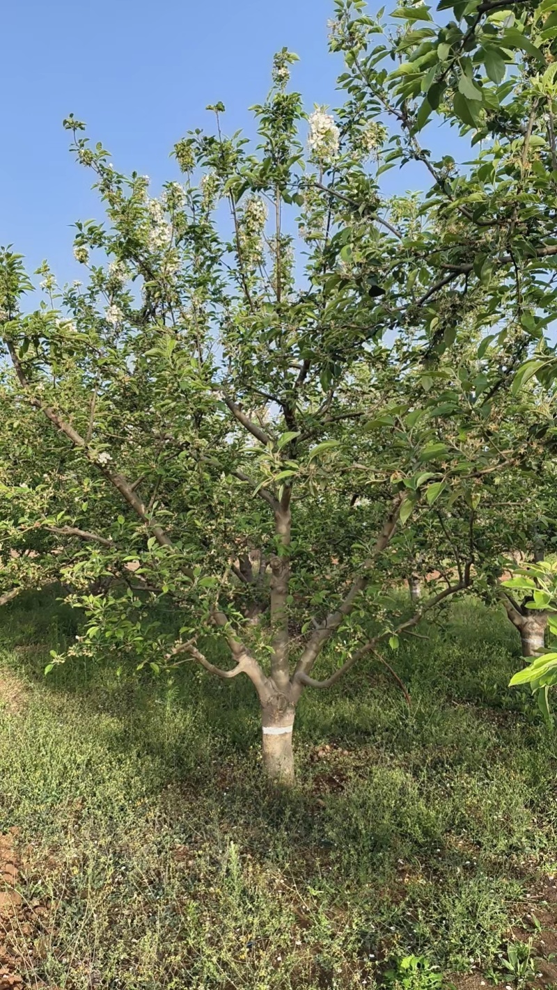 18-25公分苹果树