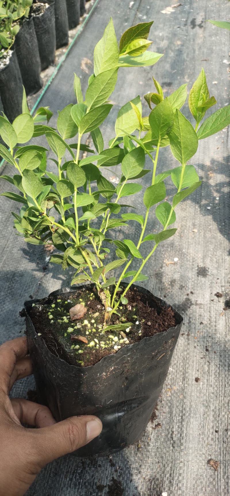 耐寒品种，基地批发种保证量大优惠