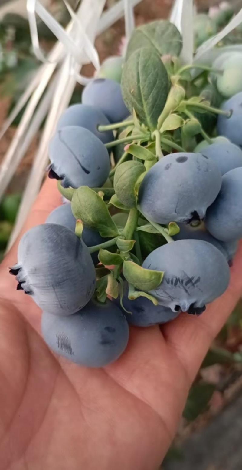 蓝莓苗L25F6早熟大果基地批发价品种保证量大优惠