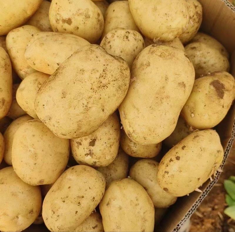 湖北实验一号黄心土豆大量上市保质保量有需要的联系