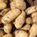 湖北实验一号黄心土豆大量上市保质保量有需要的联系