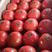 西红柿江苏暖棚大红硬粉西红柿大量上市产地直供质优价