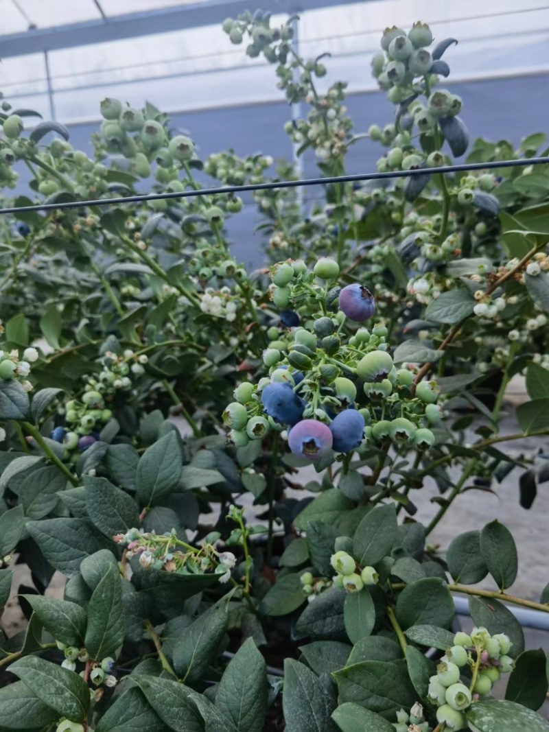 大凉山露天蓝莓