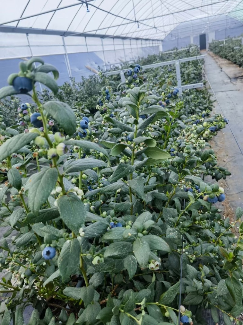 大凉山露天蓝莓