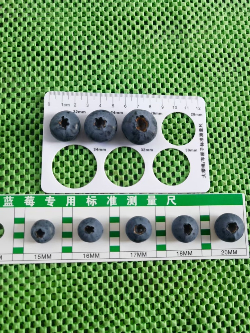 大凉山露天蓝莓