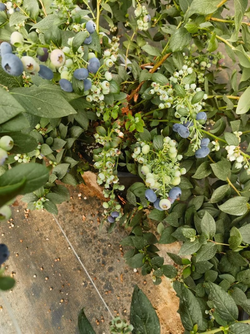 大凉山露天蓝莓