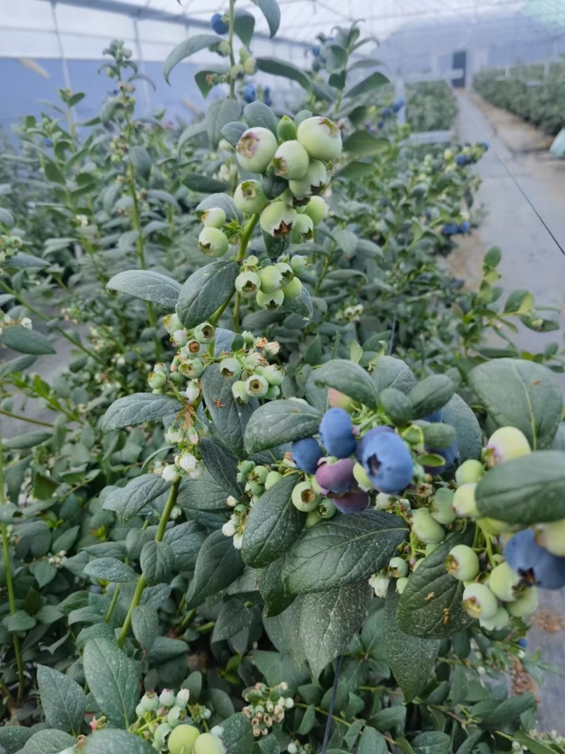大凉山露天蓝莓