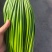 山东蒜苔金乡蒜薹新鲜蒜苔产地直发货源充足对接全国市场