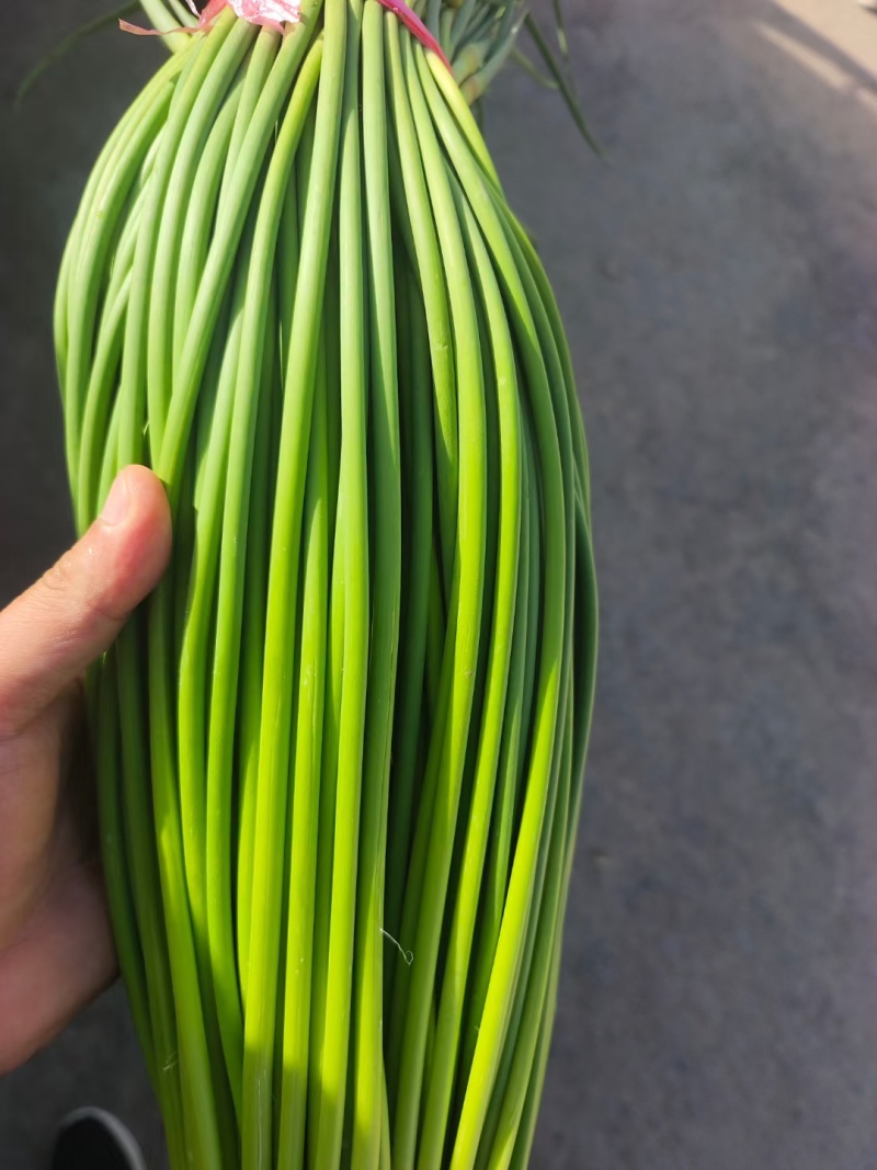 山东蒜苔金乡蒜薹新鲜蒜苔产地直发货源充足对接全国市场