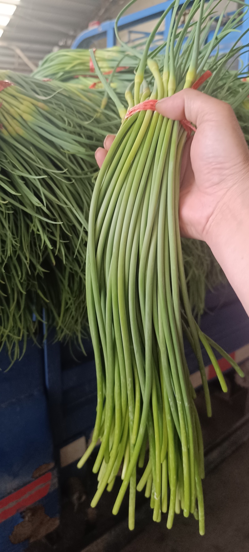 山东蒜苔金乡蒜薹新鲜蒜苔产地直发货源充足对接全国市场