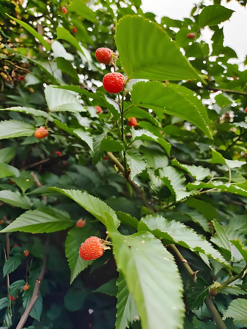 宁夏红树莓苗5年大苗