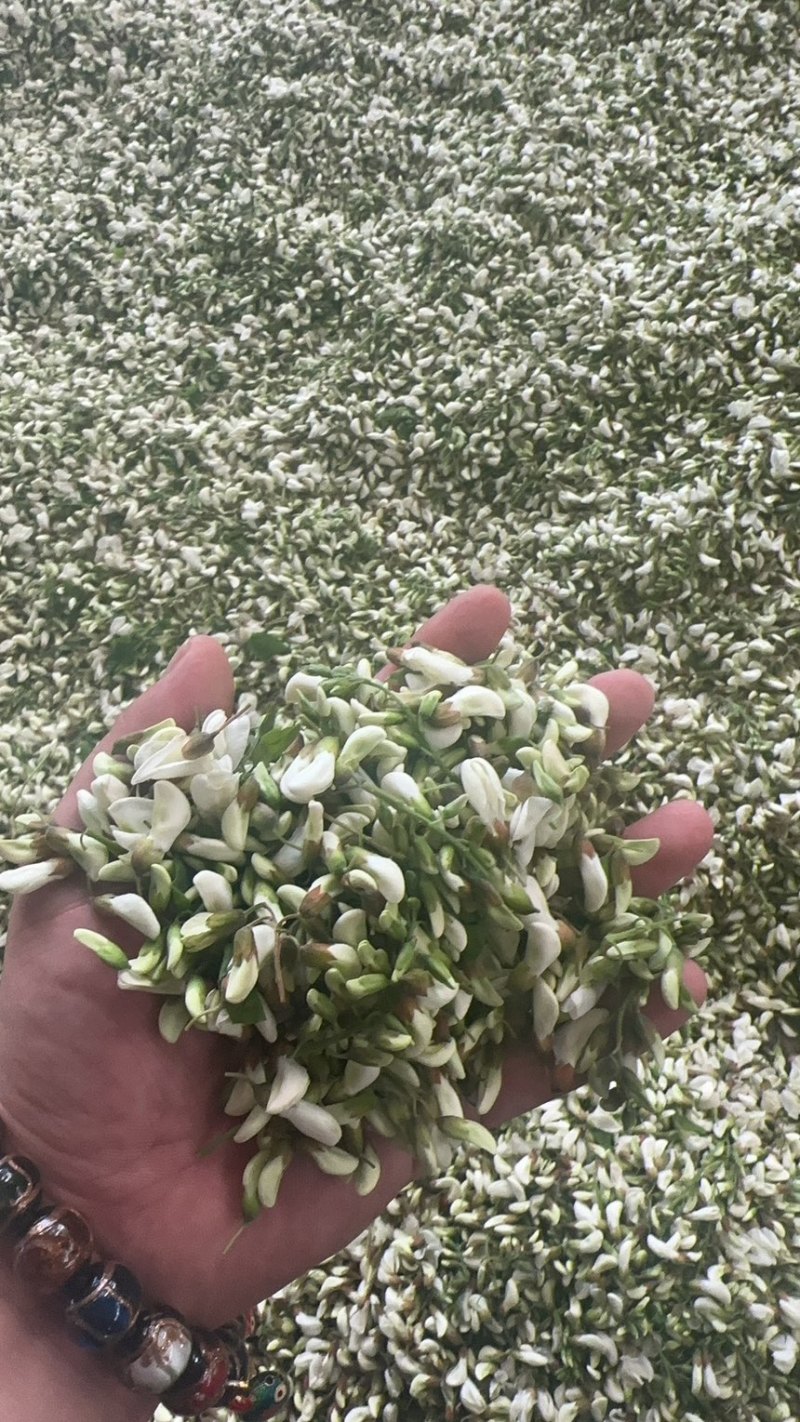 洋槐花