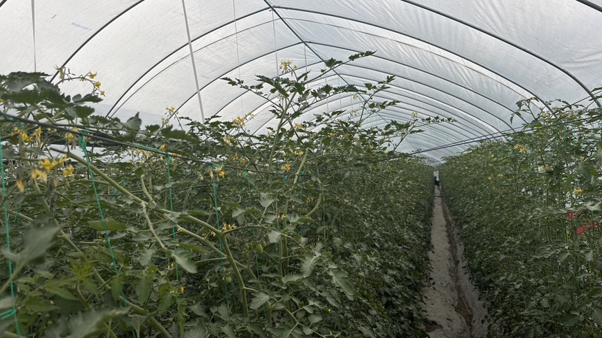 西红柿不同品种开花状态对比图